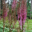 Astilbe simplicifolia 'Aphrodite' fleur